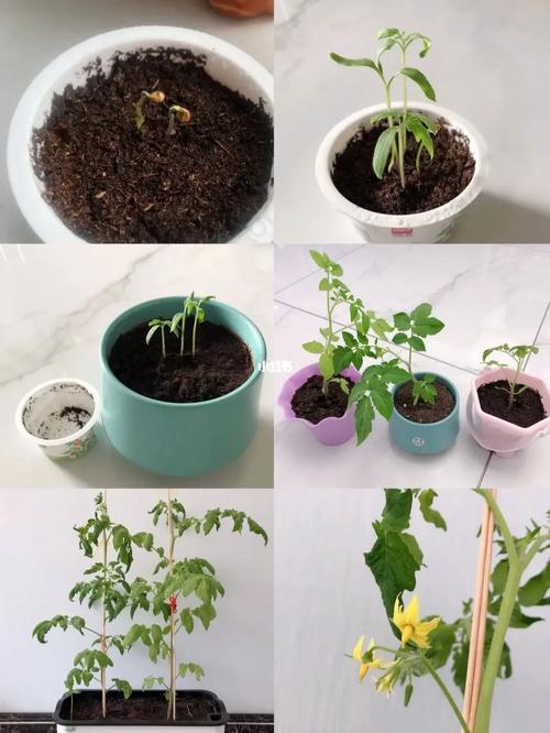 番茄出芽后如何种植_番茄发芽后怎么种植视频 番茄出芽后如何种植_番茄发芽后怎么种植视频 番茄病虫害防治