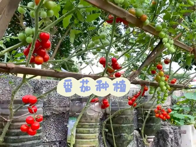 你做的哪一道菜孩子最喜欢吃？怎么做？教教大家_深水桶种番茄怎么种植的 你做的哪一道菜孩子最喜欢吃？怎么做？教教大家_深水桶种番茄怎么种植的 番茄病虫害防治