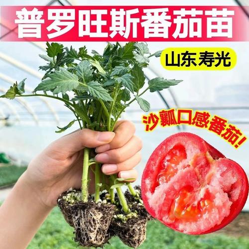 沙瓤西红柿是什么品种_沙瓤番茄秧苗怎么种植视频 沙瓤西红柿是什么品种_沙瓤番茄秧苗怎么种植视频 种植技巧