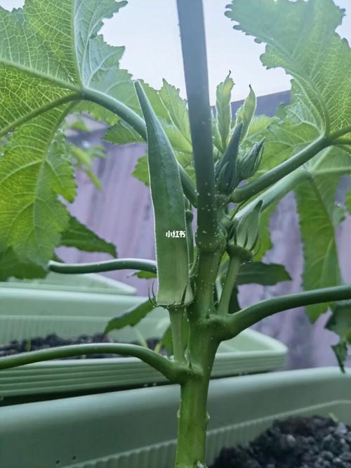 宝宝秋葵做法_草莓秋葵番茄怎么种植视频 宝宝秋葵做法_草莓秋葵番茄怎么种植视频 番茄病虫害防治