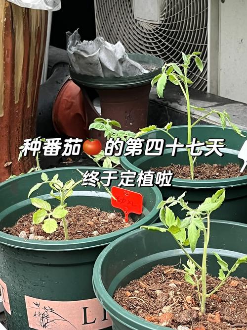西红柿定植后几天可以打药_种番茄需要施肥吗 西红柿定植后几天可以打药_种番茄需要施肥吗 番茄种植技巧