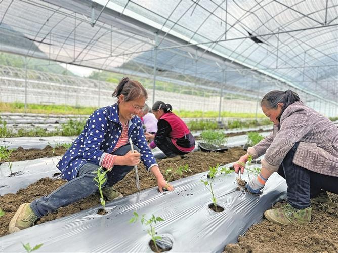 西红柿大苗如何栽植_番茄苗到了怎么种植视频 西红柿大苗如何栽植_番茄苗到了怎么种植视频 植物种类