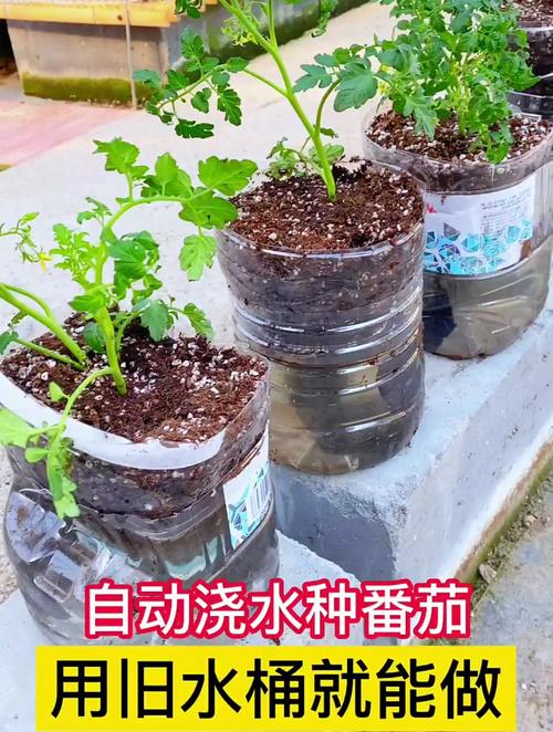 在水桶里栽种番茄还扎眼吗_种植桶怎么种植番茄苗呢 在水桶里栽种番茄还扎眼吗_种植桶怎么种植番茄苗呢 番茄病虫害防治