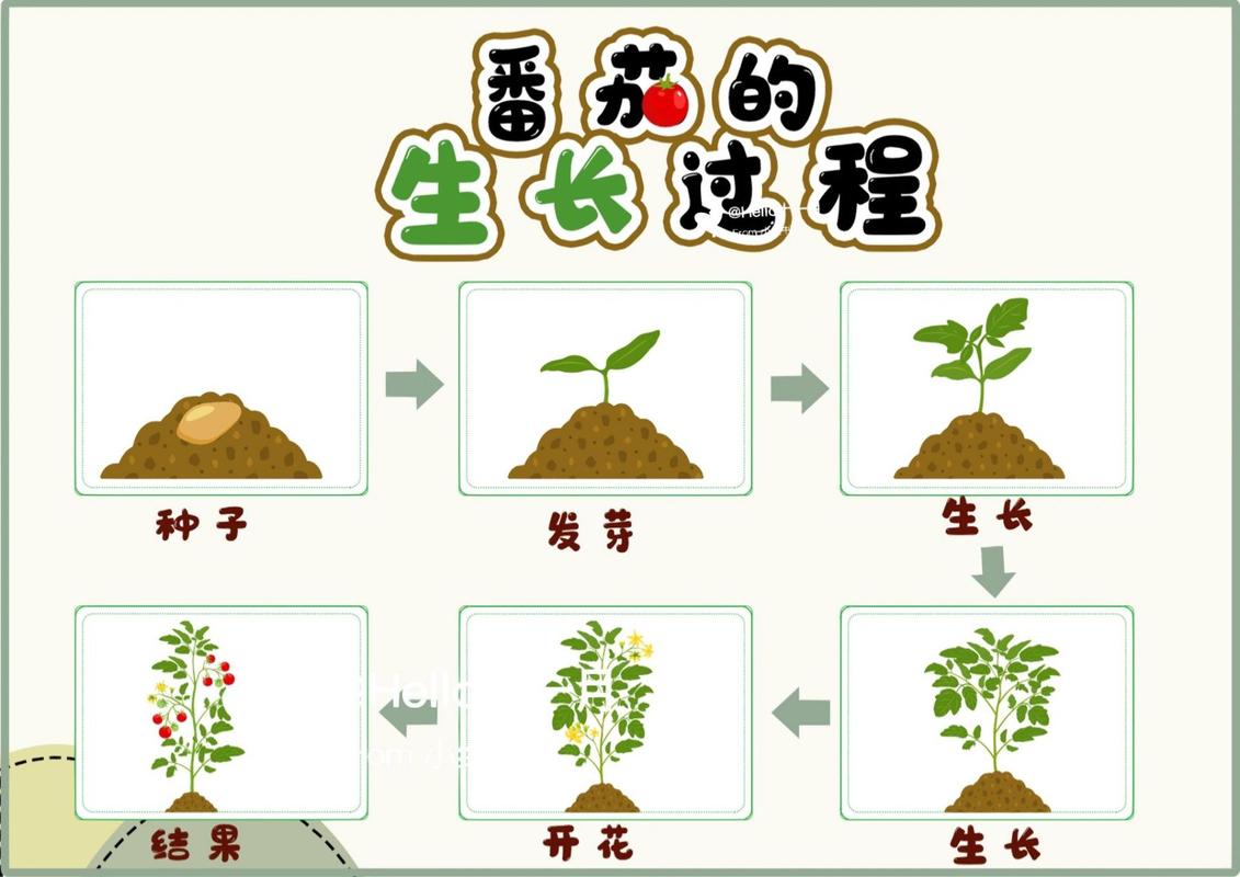 西红柿种子怎么发芽最快_番茄怎么种植发芽快一点 西红柿种子怎么发芽最快_番茄怎么种植发芽快一点 种植技巧