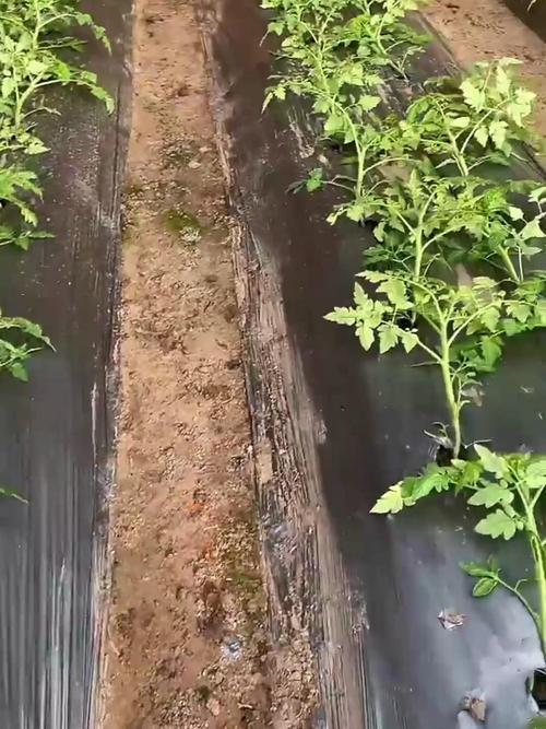 露地种植番茄要卧倒吗_番茄种植怎么卧倒的 露地种植番茄要卧倒吗_番茄种植怎么卧倒的 种植技巧