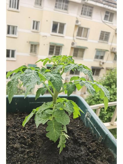 小番茄开花了要每天浇水吗_小番茄开花怎么种植视频 番茄种植技巧 小番茄开花了要每天浇水吗_小番茄开花怎么种植视频 小番茄开花了要每天浇水吗_小番茄开花怎么种植视频 番茄种植技巧