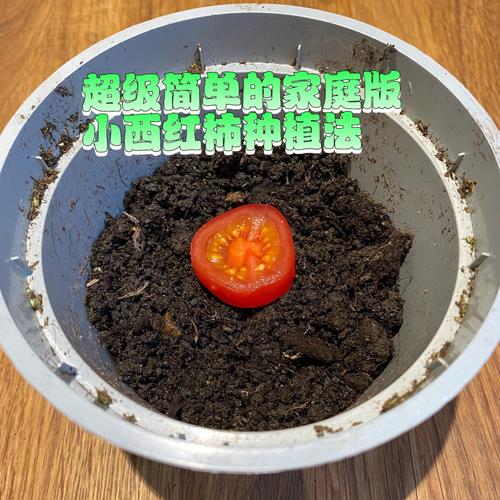 西红柿怎么种才结的大又多_小番茄怎么种植的视频教程 西红柿怎么种才结的大又多_小番茄怎么种植的视频教程 土壤施肥