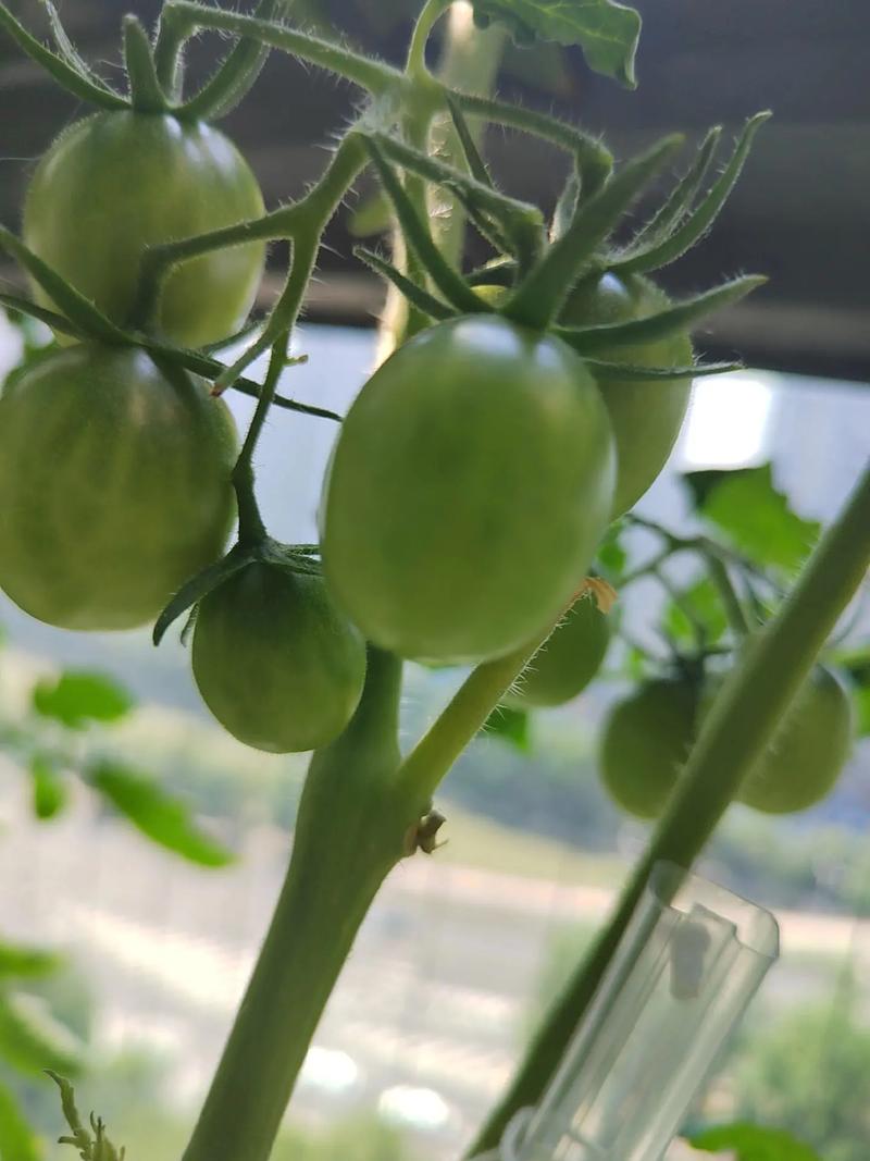 圣女果颜色不够光泽怎么办_番茄怎么种植才能有光泽呢 圣女果颜色不够光泽怎么办_番茄怎么种植才能有光泽呢 土壤施肥