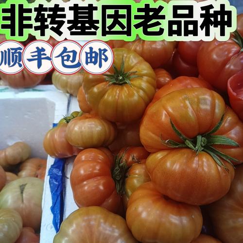 露天种植西红柿怎样搭架子_种植番茄怎么固定土壤 露天种植西红柿怎样搭架子_种植番茄怎么固定土壤 花朵知识