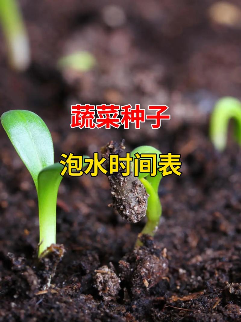 蔬菜种植方法与时间_简单的蔬菜种植技巧视频 蔬菜种植方法与时间_简单的蔬菜种植技巧视频 花朵知识
