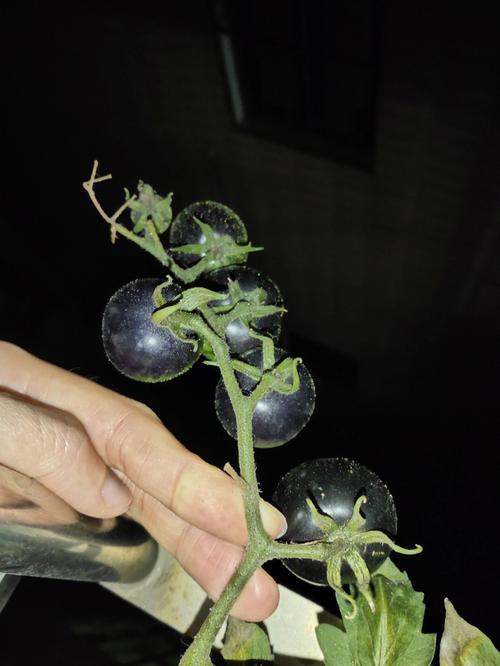 黑果菜的种植方法_黑色番茄阳台怎么种植的 黑果菜的种植方法_黑色番茄阳台怎么种植的 植物种类