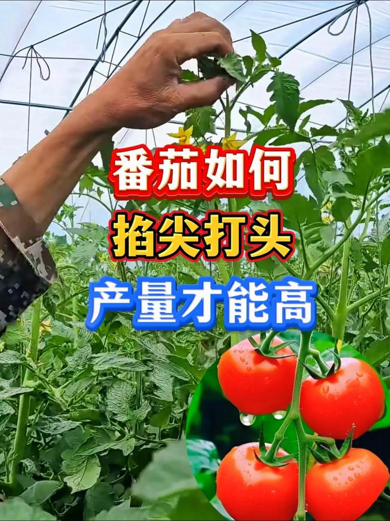 怎样给西红柿增大增甜呢_番茄怎么种植才多产量高 怎样给西红柿增大增甜呢_番茄怎么种植才多产量高 花朵知识