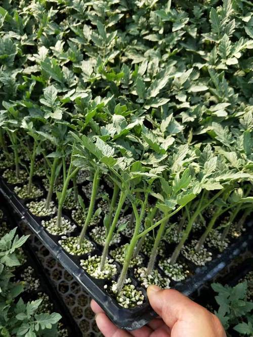 西红柿苗怎么种植和管理_种植番茄苗介绍怎么写文案 西红柿苗怎么种植和管理_种植番茄苗介绍怎么写文案 土壤施肥