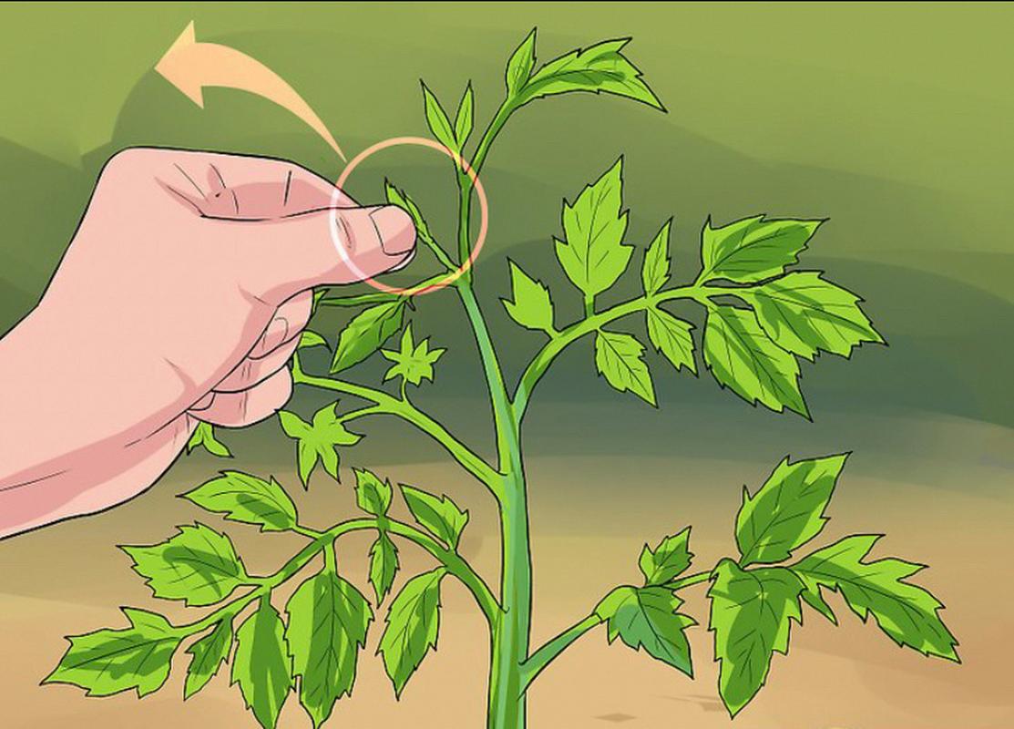 种植番茄时为什么要打顶_番茄种植怎么打顶视频 种植番茄时为什么要打顶_番茄种植怎么打顶视频 土壤施肥
