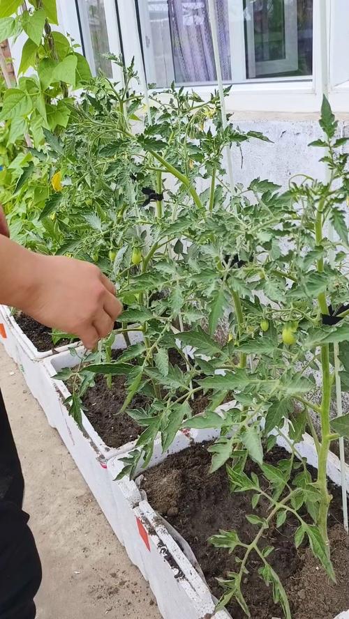 番茄叉子能重新栽活吗_番茄叉子怎么种植视频 土壤施肥 番茄叉子能重新栽活吗_番茄叉子怎么种植视频 番茄叉子能重新栽活吗_番茄叉子怎么种植视频 土壤施肥