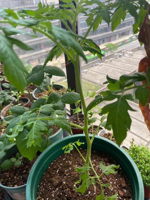西红柿露天种植技术_室外怎么种植番茄苗呢视频 西红柿露天种植技术_室外怎么种植番茄苗呢视频 番茄病虫害防治