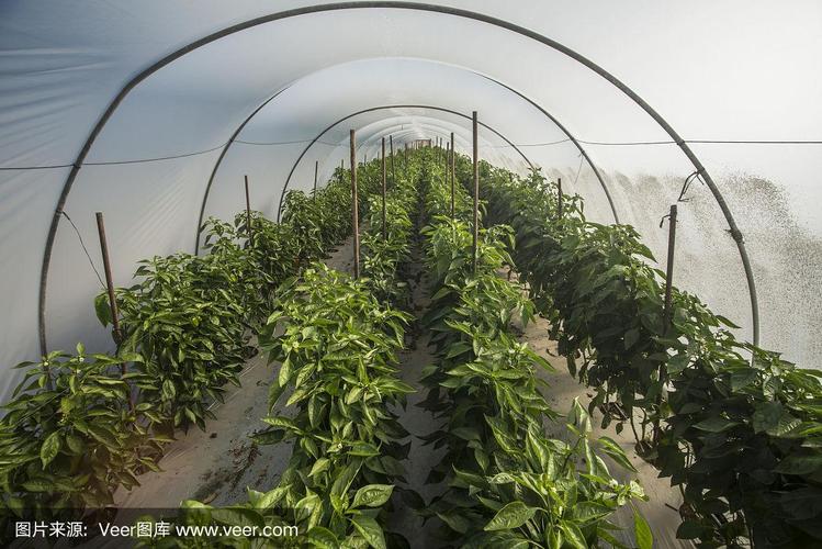 大棚种植甜椒，要如何管理才能高产_灯笼番茄种子怎么种植视频 大棚种植甜椒，要如何管理才能高产_灯笼番茄种子怎么种植视频 土壤施肥