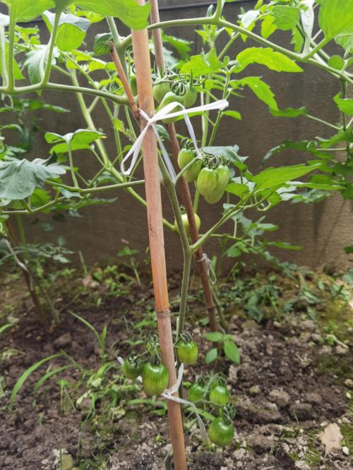 种植苋菜，温度多少要遮阳_番茄和苋菜怎么种植的视频 种植苋菜，温度多少要遮阳_番茄和苋菜怎么种植的视频 番茄病虫害防治