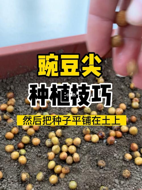 怎么种植蔬菜种子_蔬菜种子种植小技巧教程视频 怎么种植蔬菜种子_蔬菜种子种植小技巧教程视频 番茄种植技巧