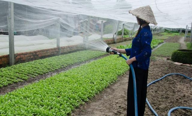 反季节蔬菜种植，需要注意哪些方面的问题？如何进行施肥和防病_蔬菜种植技巧揭秘图解视频 反季节蔬菜种植，需要注意哪些方面的问题？如何进行施肥和防病_蔬菜种植技巧揭秘图解视频 番茄种植技巧