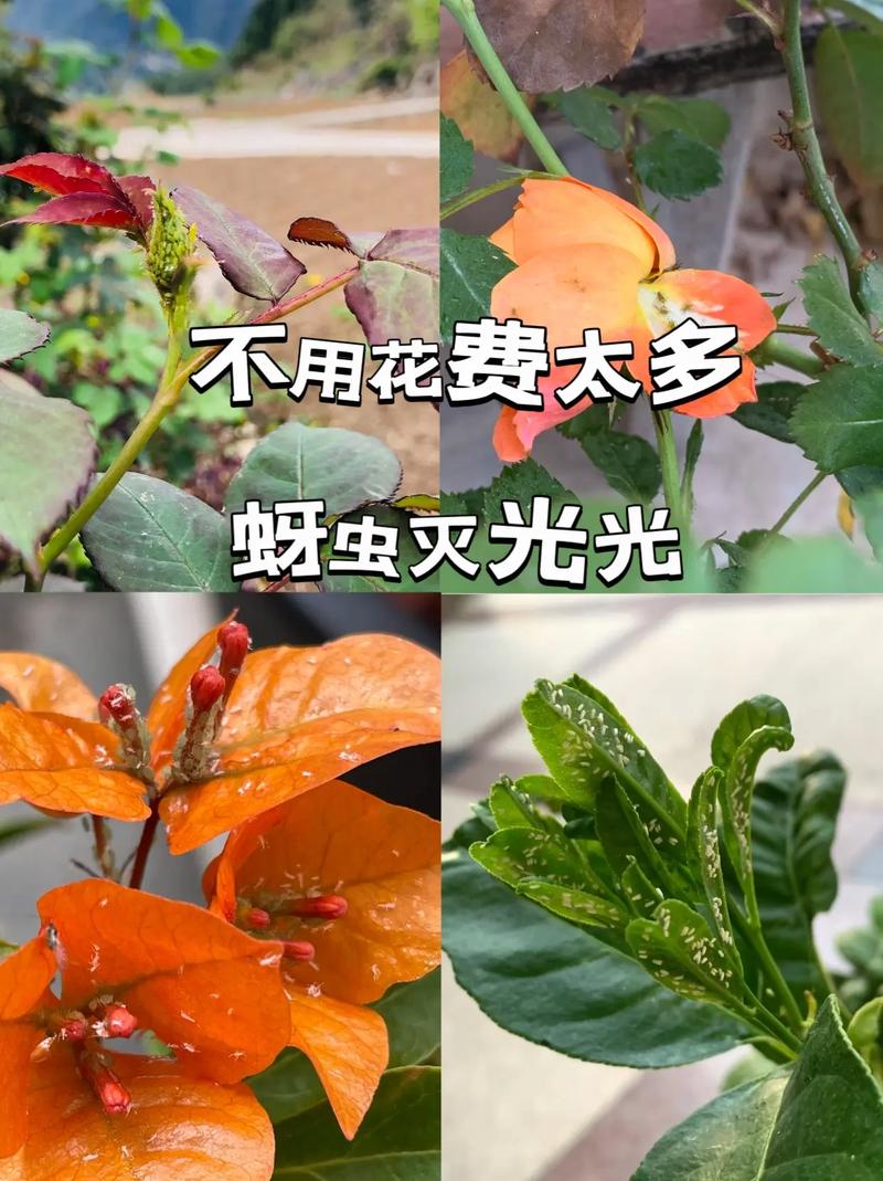种植蔬菜，怎么防止蚜虫和菜青虫_几个蔬菜种植小技巧图片 种植蔬菜，怎么防止蚜虫和菜青虫_几个蔬菜种植小技巧图片 番茄种植技巧