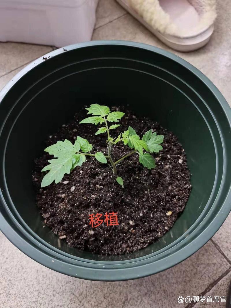 宿舍适合种什么植物_小番茄种寝室怎么种植的 农业常识 宿舍适合种什么植物_小番茄种寝室怎么种植的 宿舍适合种什么植物_小番茄种寝室怎么种植的 农业常识