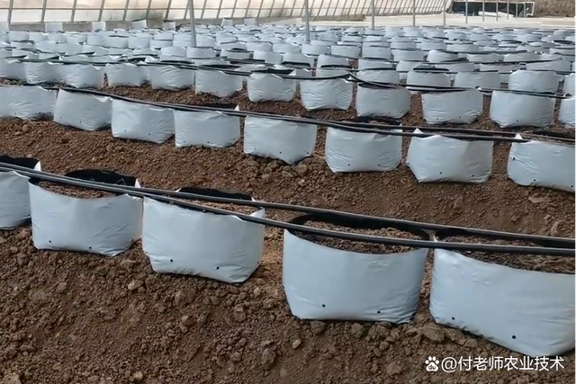 广东湛江市番茄种植的方法和时间_春茬番茄种子怎么种植视频 广东湛江市番茄种植的方法和时间_春茬番茄种子怎么种植视频 番茄种植技巧