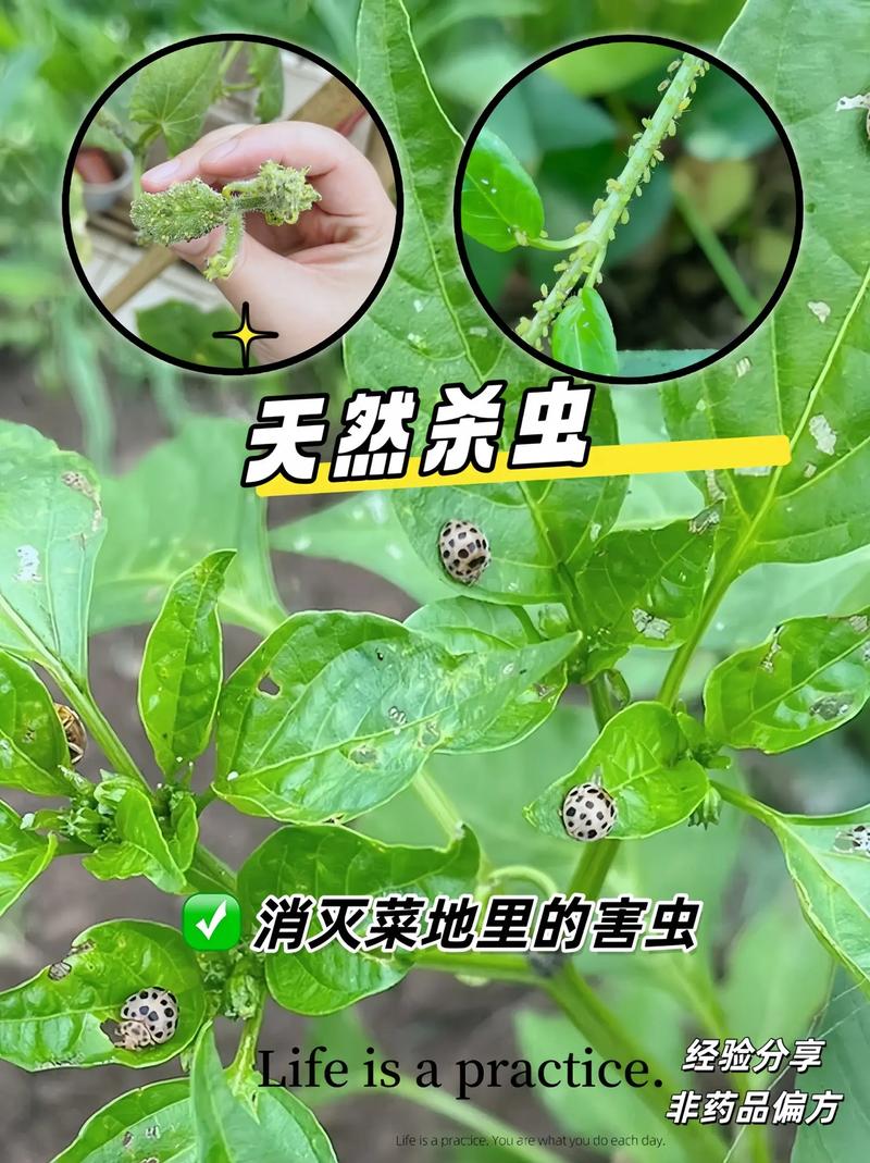 蔬菜杀虫最简单方法_蔬菜种植杀虫小技巧图片大全 蔬菜杀虫最简单方法_蔬菜种植杀虫小技巧图片大全 种植技巧