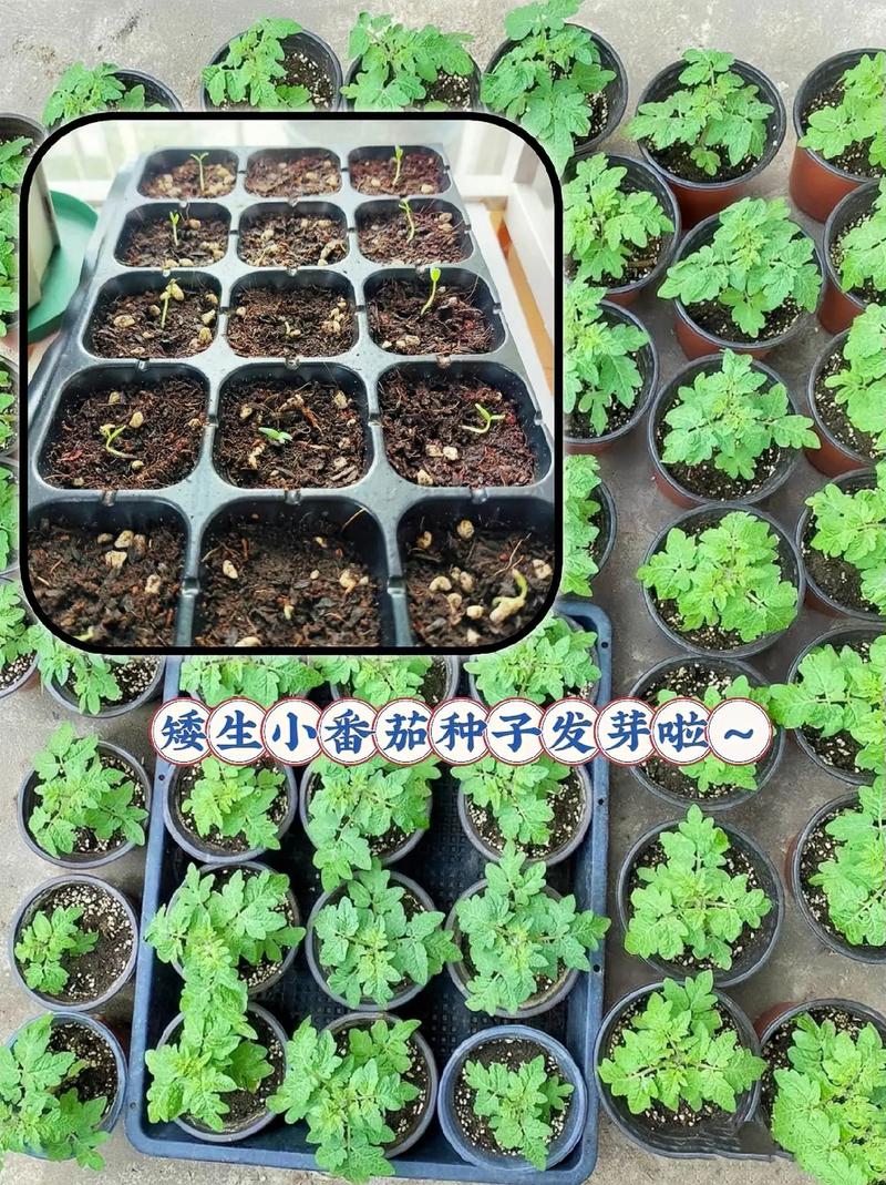 室内可以种植西红柿吗？用花盆可以吗_室内怎么种植番茄种子 室内可以种植西红柿吗？用花盆可以吗_室内怎么种植番茄种子 花朵知识