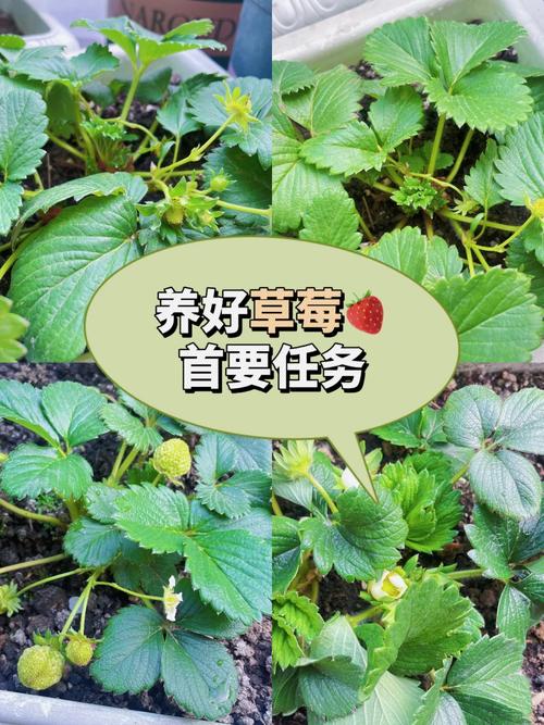 怎么种植草莓？怎么才能让种子正常发芽_垂钓式番茄怎么种植的 怎么种植草莓？怎么才能让种子正常发芽_垂钓式番茄怎么种植的 种植技巧