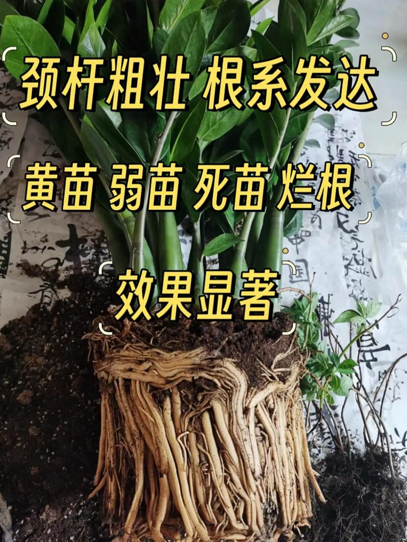 你认为生态种植蔬菜有发展前景吗_生态蔬菜种植小技巧有哪些 你认为生态种植蔬菜有发展前景吗_生态蔬菜种植小技巧有哪些 番茄病虫害防治