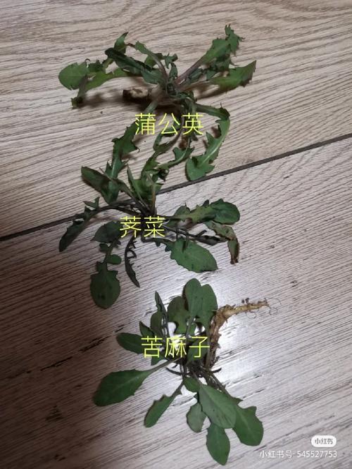 种荠菜的最佳时间是几月_荠菜怎么种植小番茄品种图片 种荠菜的最佳时间是几月_荠菜怎么种植小番茄品种图片 植物种类