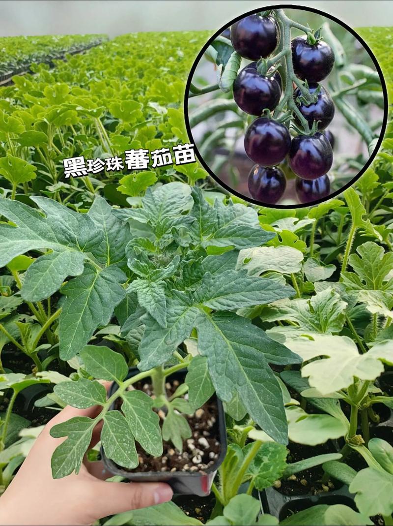 黑珍珠番茄如何在家盆栽种植_有机黑番茄种子怎么种植的 黑珍珠番茄如何在家盆栽种植_有机黑番茄种子怎么种植的 植物种类