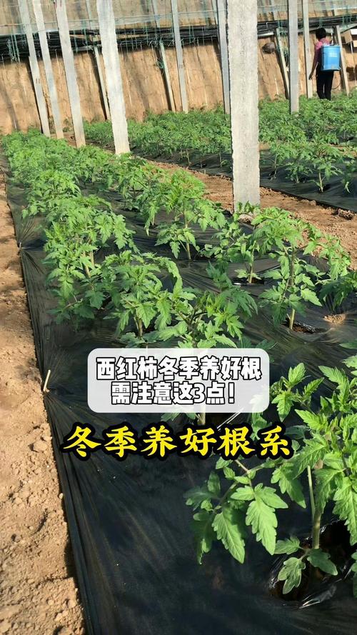 番茄在苗期如何防冻_番茄树冬季怎么种植视频 番茄在苗期如何防冻_番茄树冬季怎么种植视频 植物种类