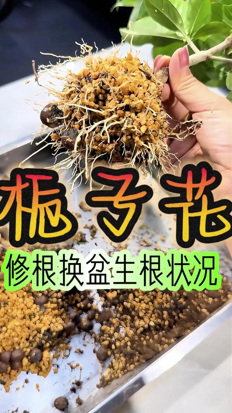 4月份买的栀子花现在能换盆吗_家庭蔬菜种植移盆技巧视频 4月份买的栀子花现在能换盆吗_家庭蔬菜种植移盆技巧视频 农业常识
