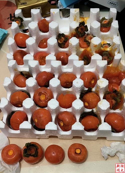 花生柿子番茄能种花盆里吗_黑番茄柿子苗怎么种植视频 花生柿子番茄能种花盆里吗_黑番茄柿子苗怎么种植视频 花朵知识