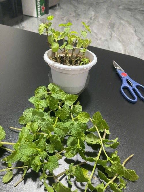 叶子菜种植时间_薄荷番茄怎么种植的视频 叶子菜种植时间_薄荷番茄怎么种植的视频 土壤施肥