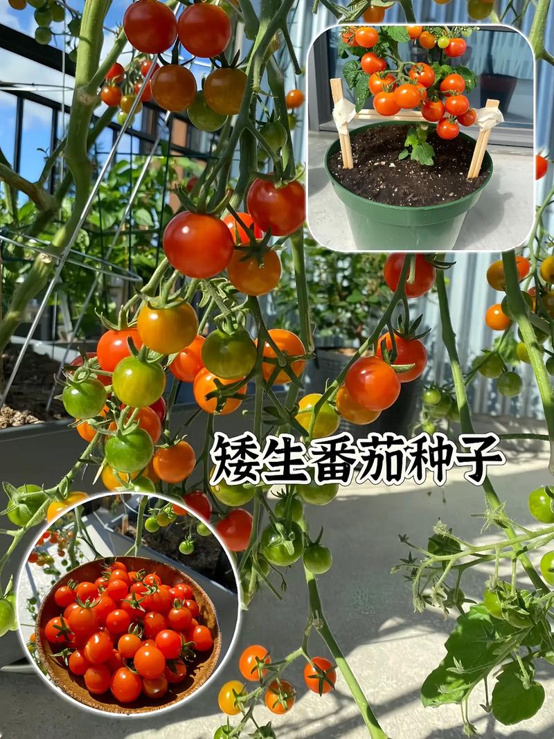 如果世界末日来了，你最想吃的是什么呢_仙丹番茄种子怎么种植视频 如果世界末日来了，你最想吃的是什么呢_仙丹番茄种子怎么种植视频 土壤施肥
