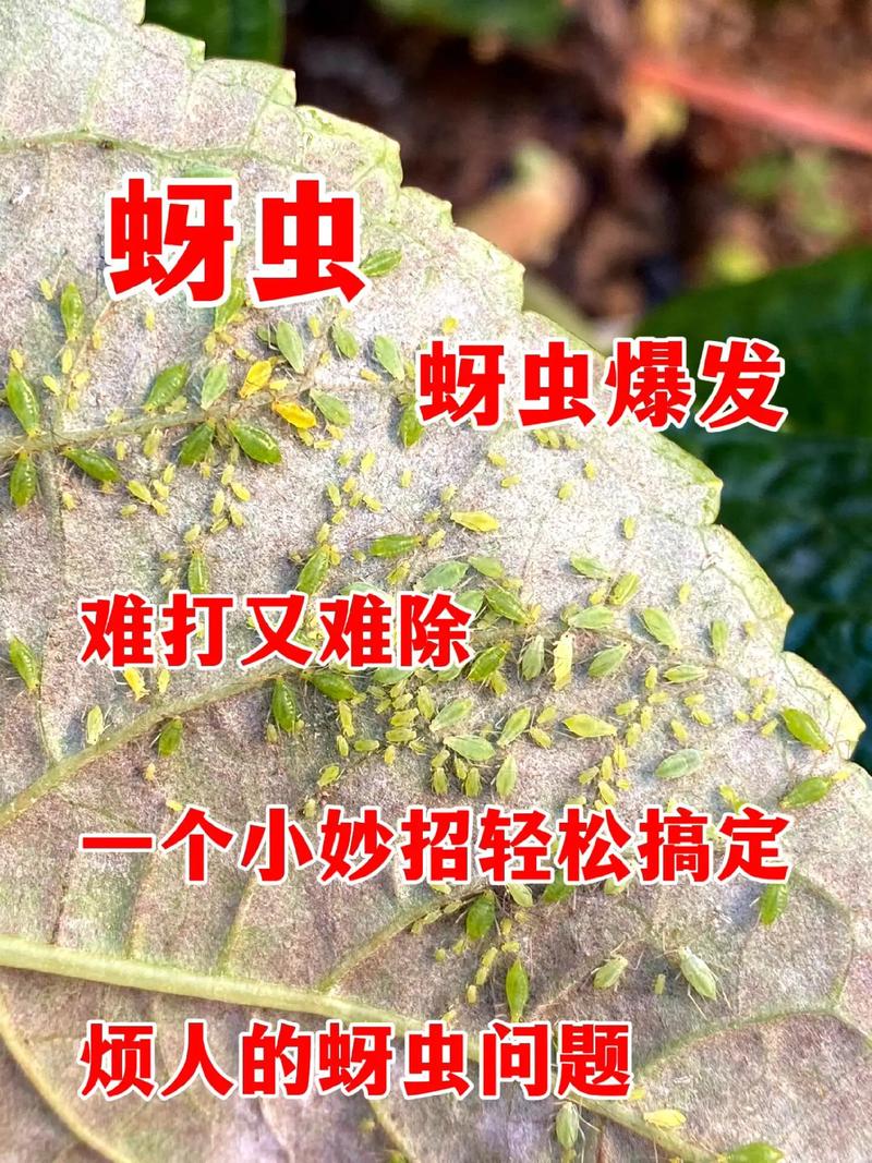 家庭种植蔬菜治蚜虫小妙招_蔬菜种植小技巧图文并茂 家庭种植蔬菜治蚜虫小妙招_蔬菜种植小技巧图文并茂 番茄种植技巧
