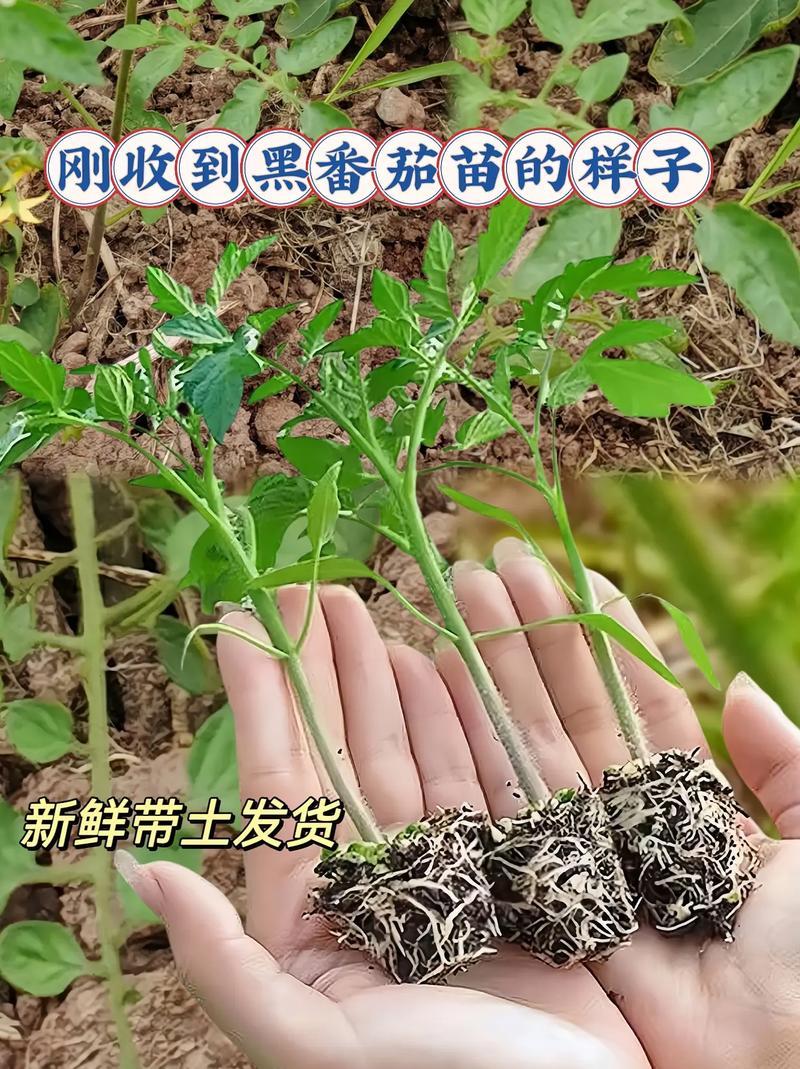 西红柿旁边种什么最好_黑柿子番茄苗子怎么种植视频 西红柿旁边种什么最好_黑柿子番茄苗子怎么种植视频 番茄病虫害防治