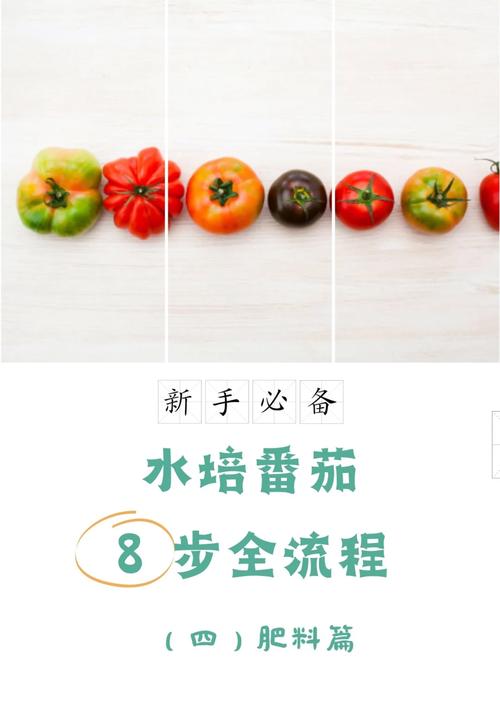 如何防止茄果类蔬菜干旱_鱼池水培番茄怎么种植视频 如何防止茄果类蔬菜干旱_鱼池水培番茄怎么种植视频 花朵知识