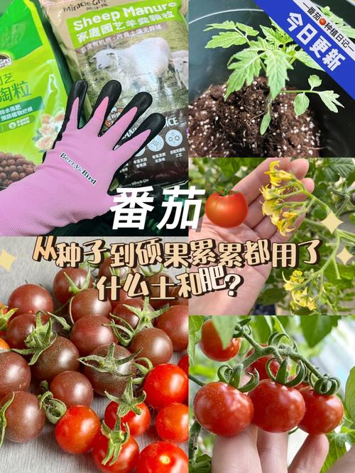 什么是正宗番茄_怎么种植安第斯番茄种子呢 什么是正宗番茄_怎么种植安第斯番茄种子呢 番茄病虫害防治