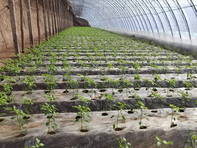搜一搜大棚各种蔬菜的种植方法_家里大棚蔬菜种植技巧视频 搜一搜大棚各种蔬菜的种植方法_家里大棚蔬菜种植技巧视频 番茄病虫害防治