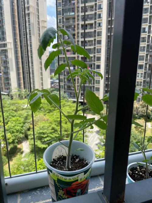 运用自然农法种植番茄，全程不使用农药，能实现高产高品质吗_新疆自留种番茄怎么种植的 运用自然农法种植番茄，全程不使用农药，能实现高产高品质吗_新疆自留种番茄怎么种植的 番茄种植技巧
