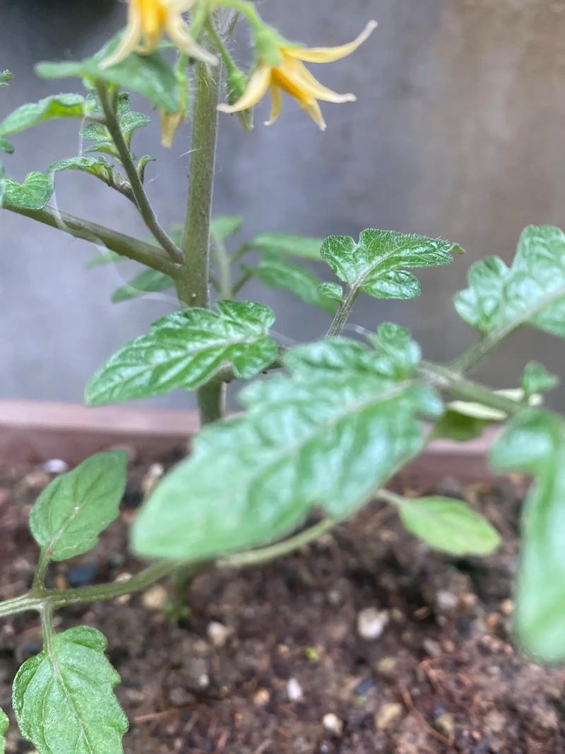 大棚越夏番茄点花授粉可否晚上点花_内蒙番茄种子怎么种植的 种植技巧 大棚越夏番茄点花授粉可否晚上点花_内蒙番茄种子怎么种植的 大棚越夏番茄点花授粉可否晚上点花_内蒙番茄种子怎么种植的 种植技巧