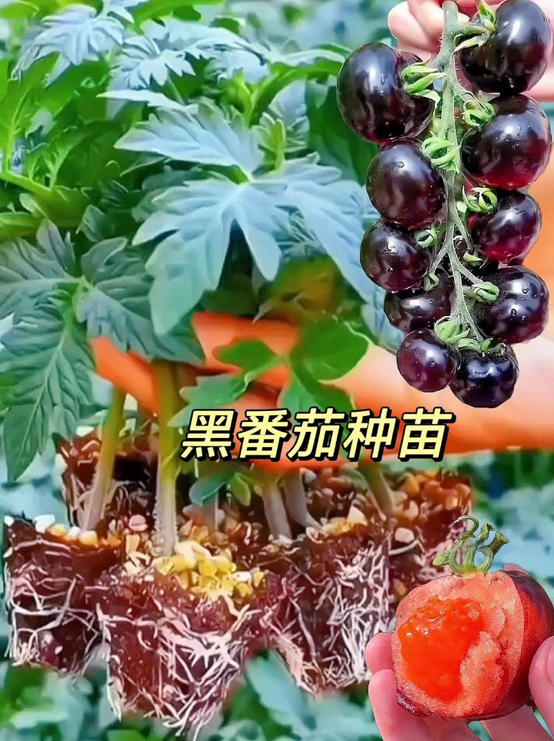 黑番茄与普通番茄有什么差别？怎么种植_水果黑番茄怎么种植方法视频 黑番茄与普通番茄有什么差别？怎么种植_水果黑番茄怎么种植方法视频 土壤施肥