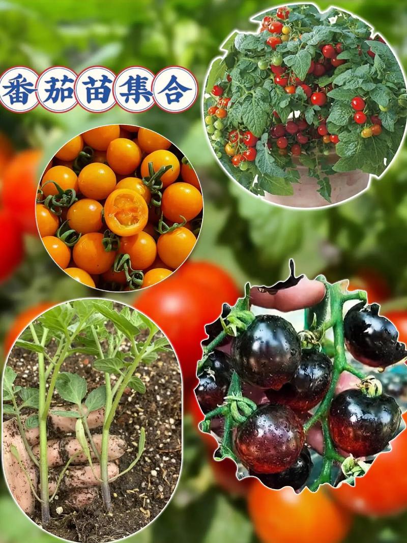 番茄地栽新方法_种植番茄怎么选地栽 番茄地栽新方法_种植番茄怎么选地栽 种植技巧