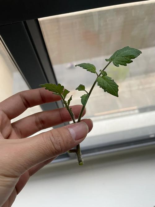 什么叫植物的扦插？都有哪些植物可以扦插_风铃番茄怎么种植的呢视频 什么叫植物的扦插？都有哪些植物可以扦插_风铃番茄怎么种植的呢视频 农业常识