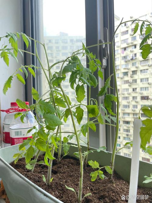 西红柿催芽时可以晒太阳吗_番茄催芽好了怎么种植视频 西红柿催芽时可以晒太阳吗_番茄催芽好了怎么种植视频 植物种类