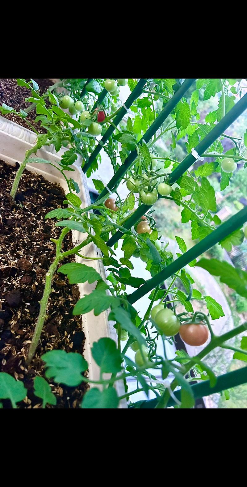 下雨时，怎样防止西红柿死亡_番茄菌种袋怎么种植视频 下雨时，怎样防止西红柿死亡_番茄菌种袋怎么种植视频 番茄种植技巧
